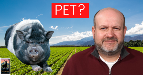 Is a pig a pet or livestock? Does it depend on the pig?…156